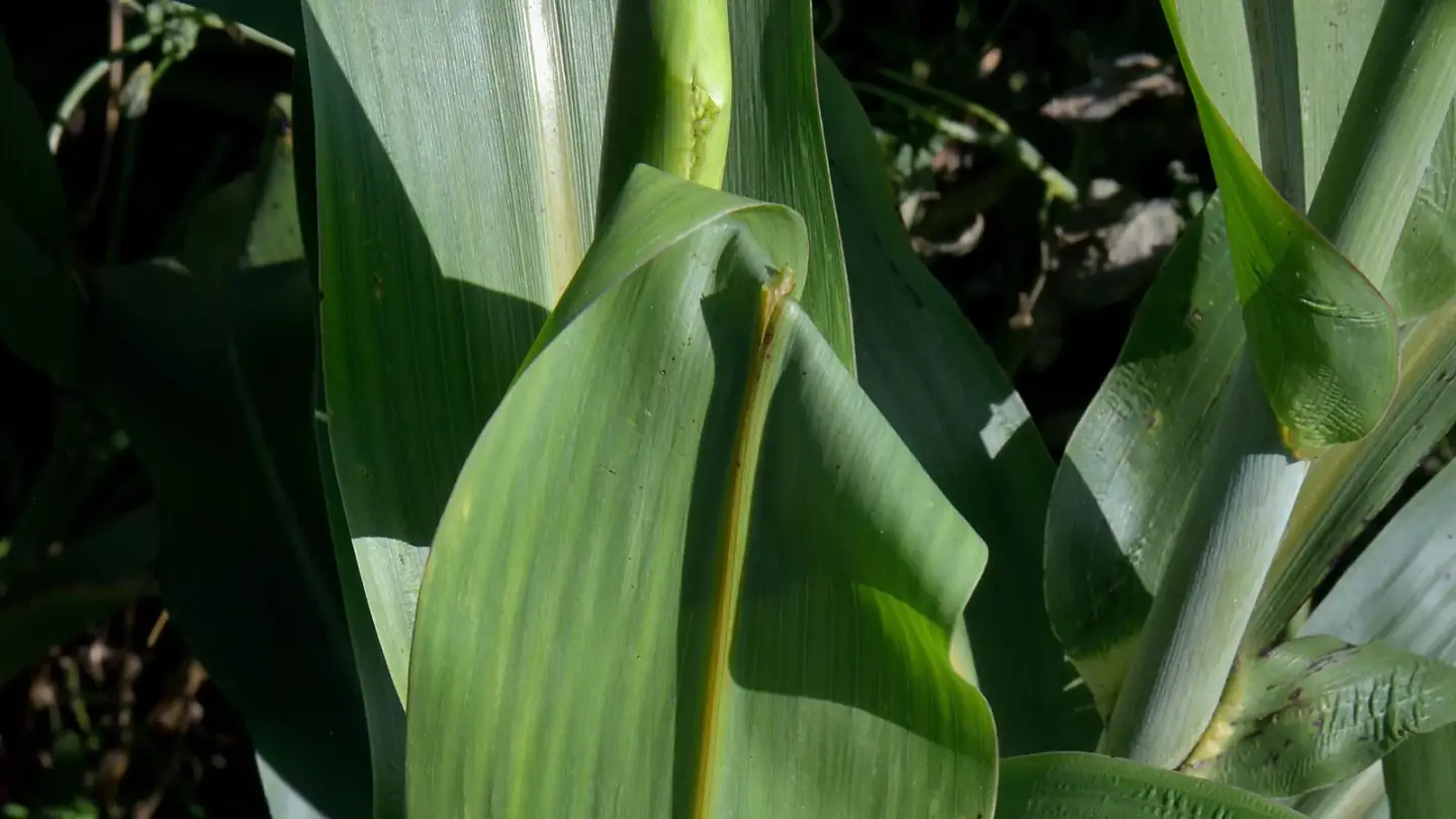 Sorghum (Sorghum bicolor) growing in conditions that show its characteristic leaves, stems, flowers, or harvest organ