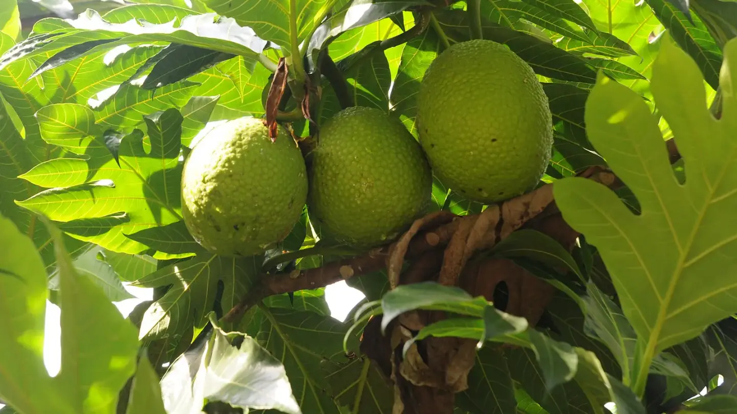 Breadfruit (Artocarpus altilis) growing in conditions that show its characteristic leaves, stems, flowers, or harvest organ
