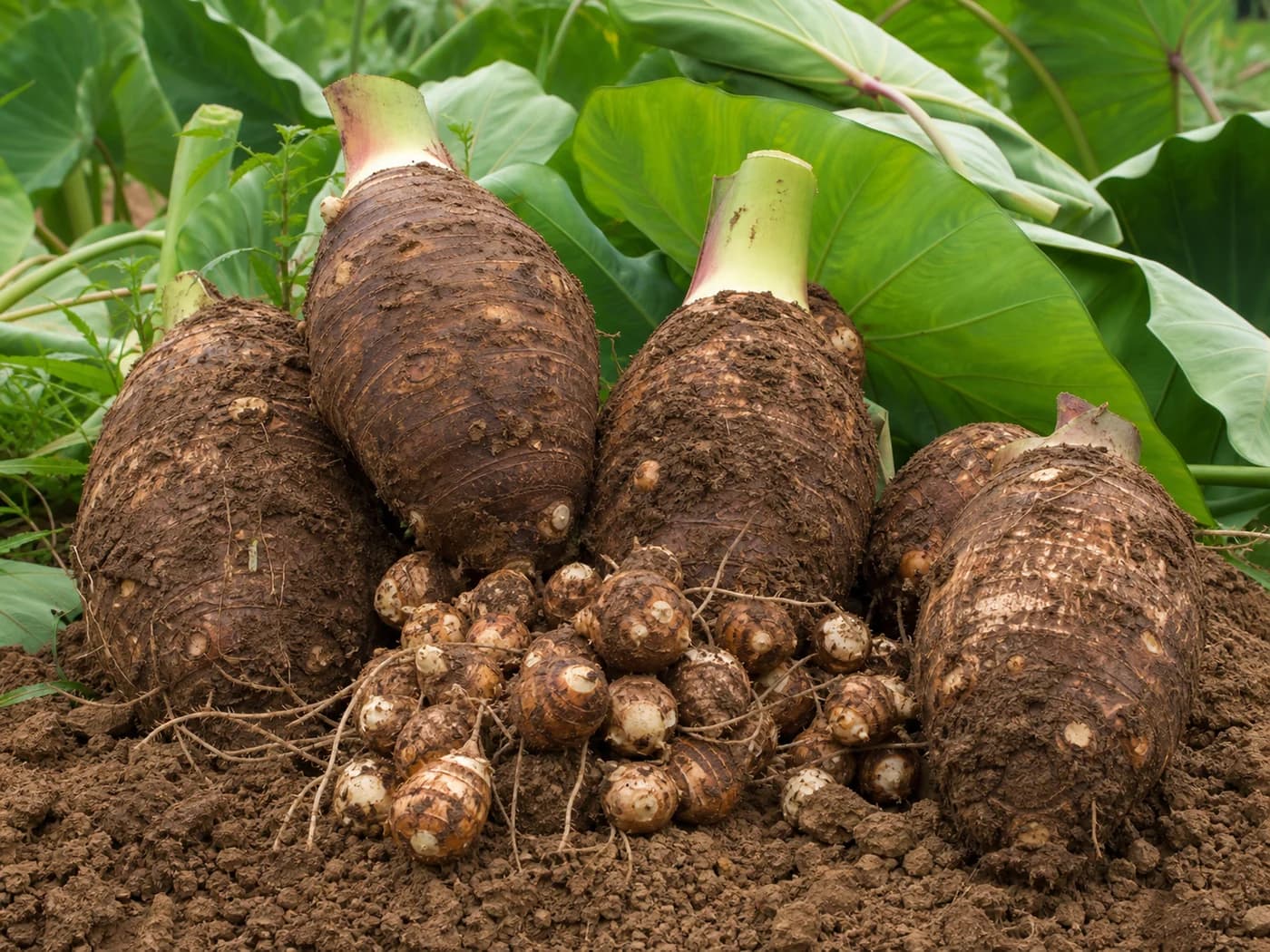 Taro (Colocasia esculenta) growing in conditions that show its characteristic leaves, stems, flowers, or harvest organ