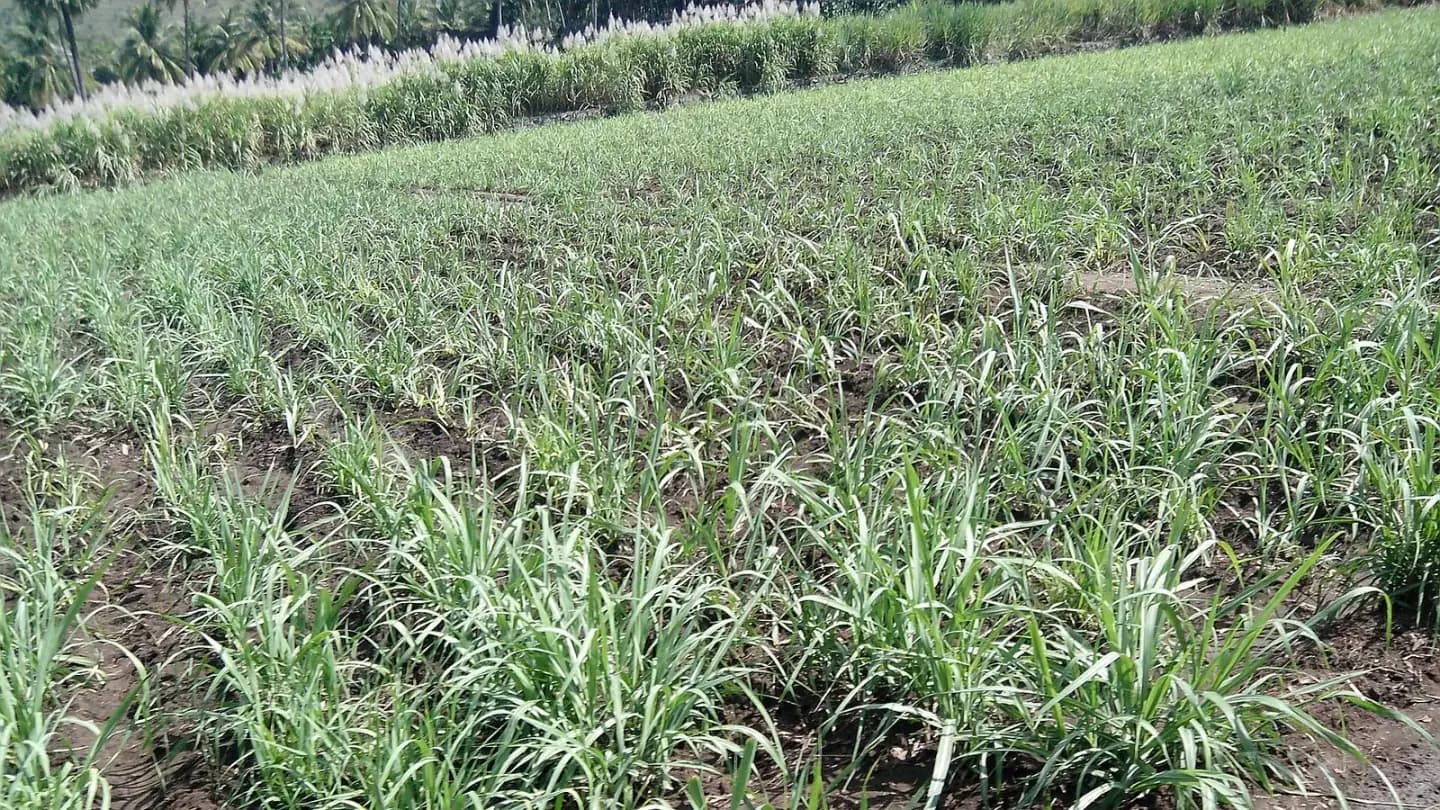 Sugarcane (Saccharum officinarum) growing in conditions that show its characteristic leaves, stems, flowers, or harvest organ