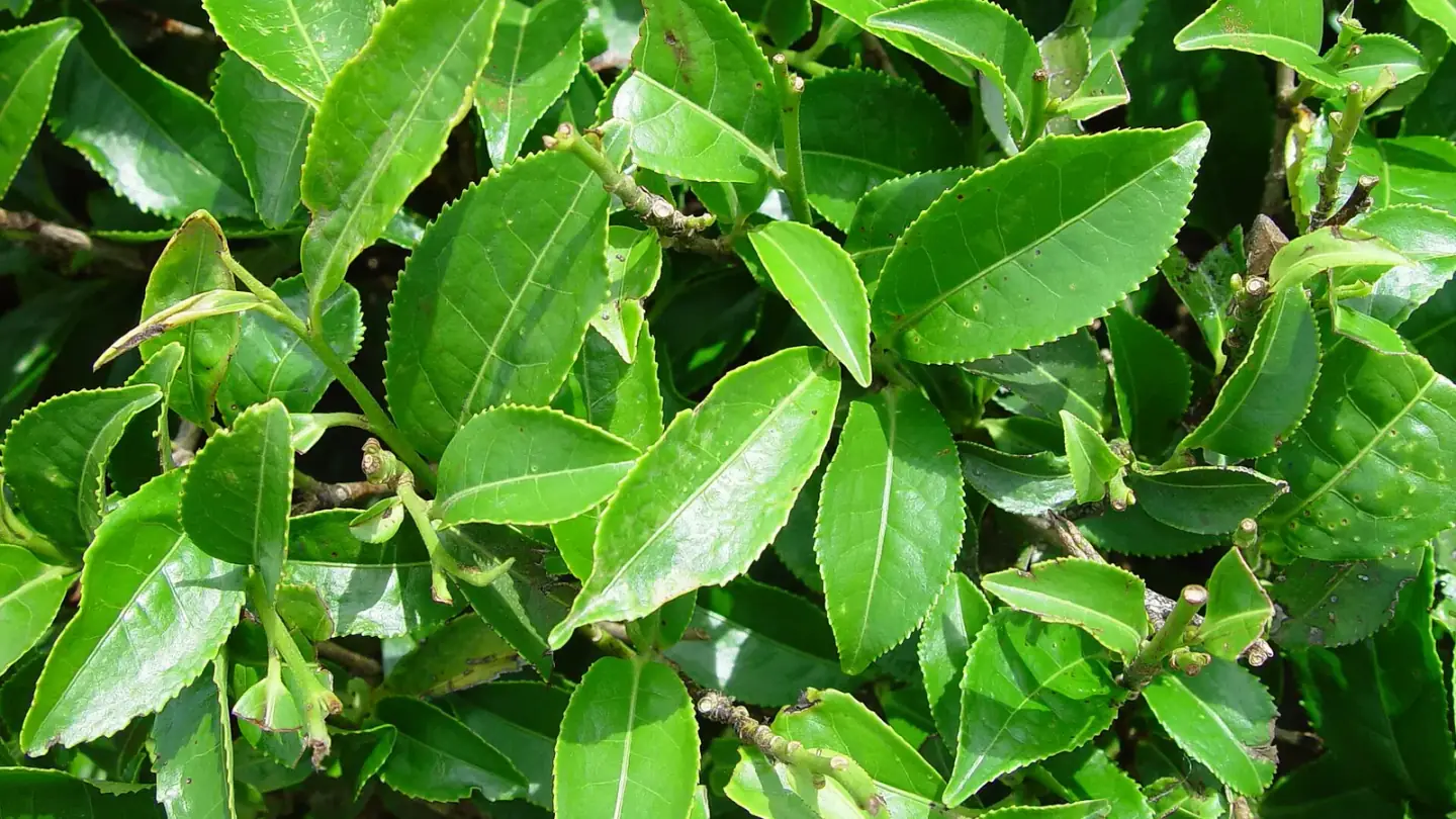 Tea (Camellia sinensis) growing in conditions that show its characteristic leaves, stems, flowers, or harvest organ