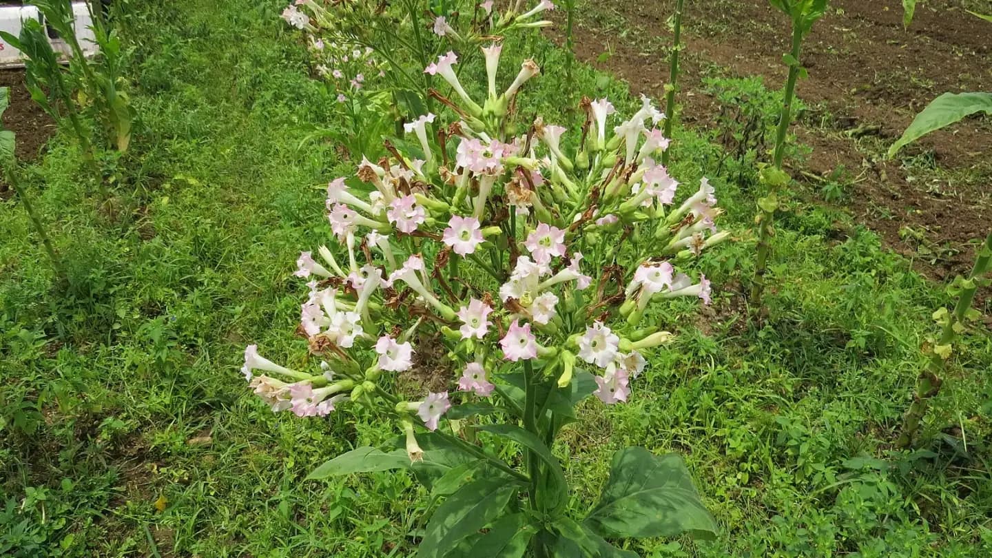 Tobacco (Nicotiana tabacum) growing in conditions that show its characteristic leaves, stems, flowers, or harvest organ