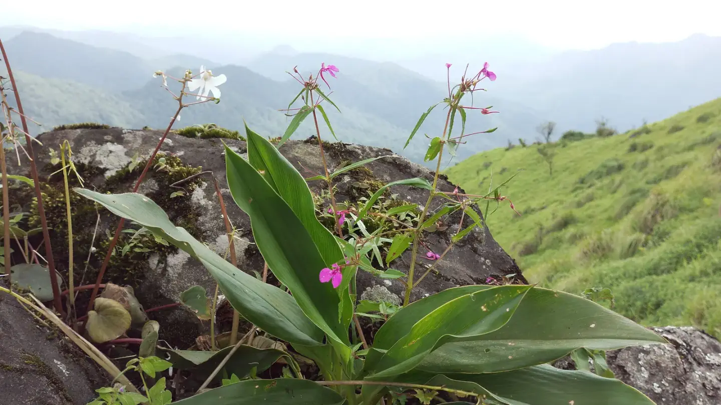 Java Turmeric (Curcuma xanthorrhiza) growing in conditions that show its characteristic leaves, stems, flowers, or harvest organ