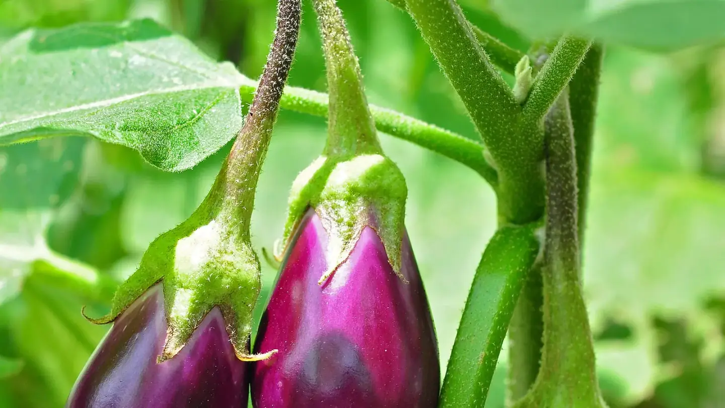 Eggplant (Solanum melongena) growing in conditions that show its characteristic leaves, stems, flowers, or harvest organ