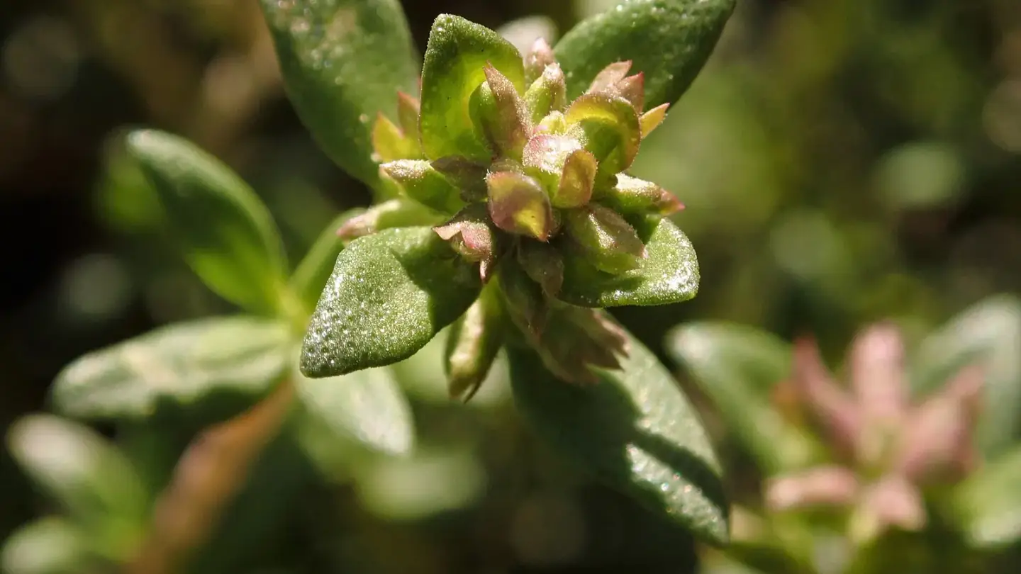 Thyme (Thymus vulgaris) growing in conditions that show its characteristic leaves, stems, flowers, or harvest organ