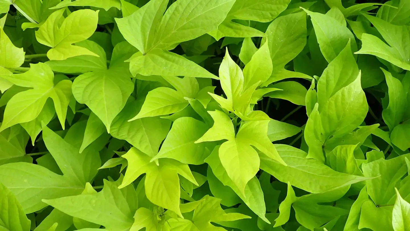 Sweet Potato (Ipomoea batatas) growing in conditions that show its characteristic leaves, stems, flowers, or harvest organ