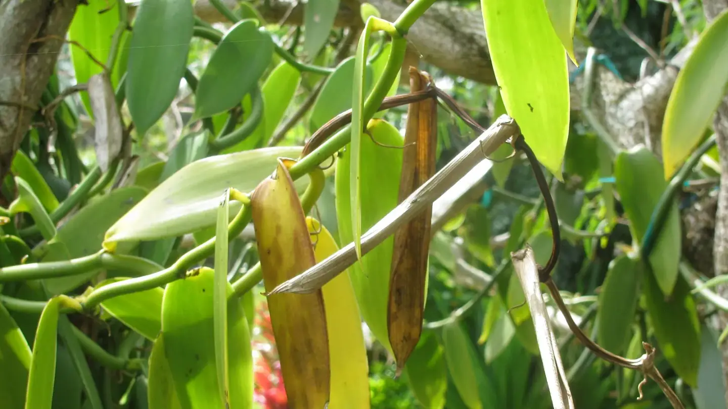 Vanilla (Vanilla planifolia) growing in conditions that show its characteristic leaves, stems, flowers, or harvest organ