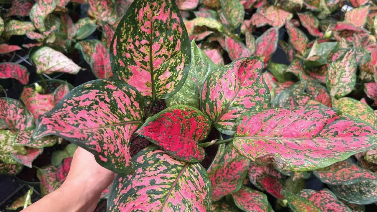 Aglaonema grower, field trial