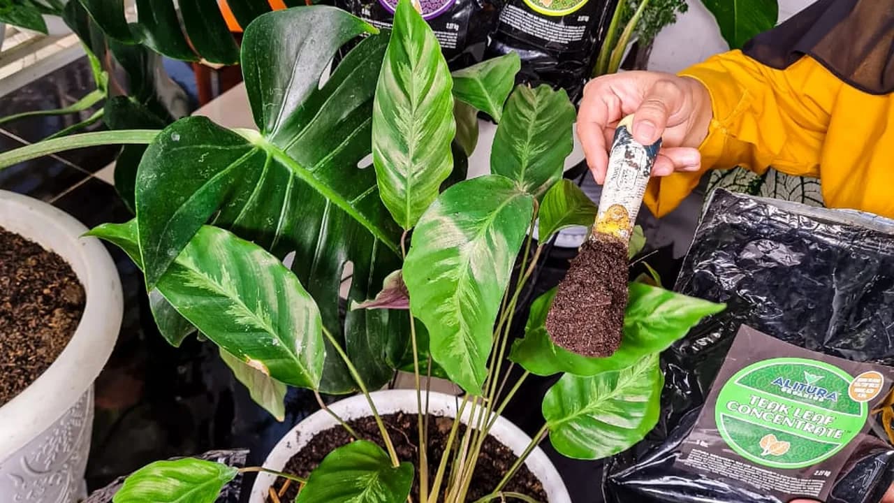 Chili & potted plants