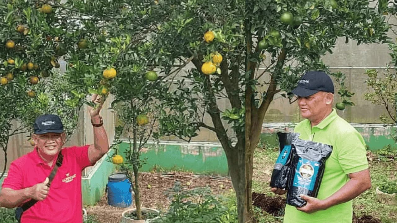 Citrus farm, East Java