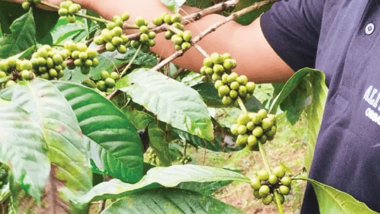Coffee plantation