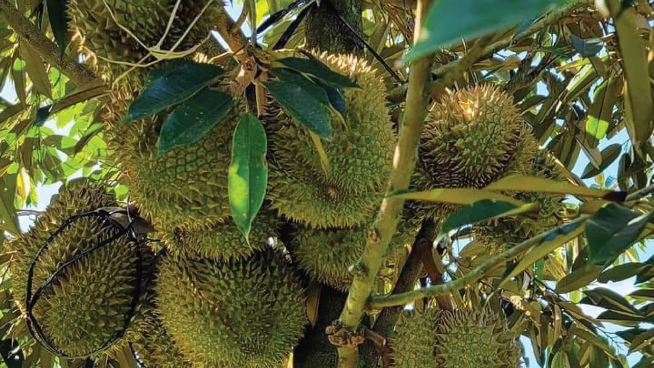 Durian grower, 3 ha