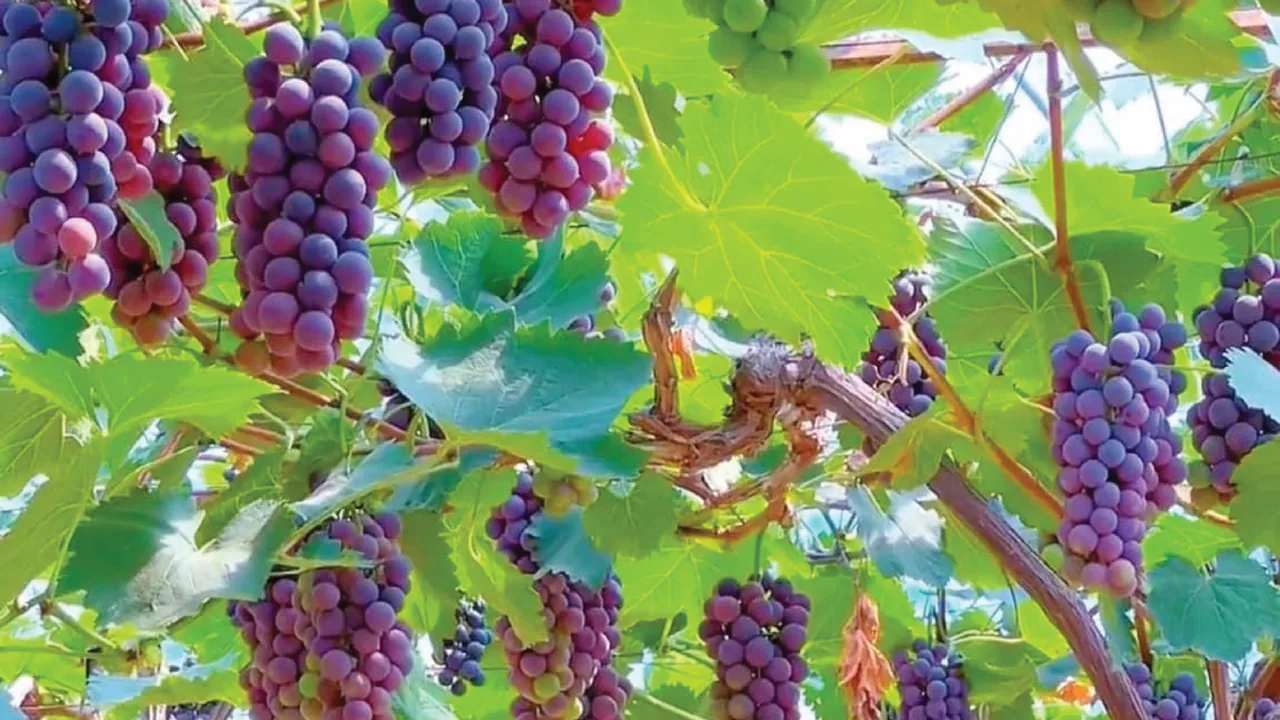 Grape grower