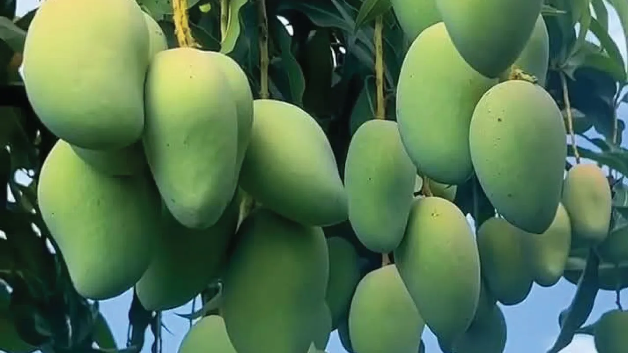 Mango grower