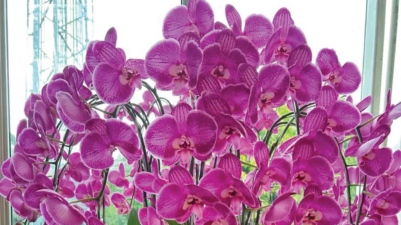 Orchid grower