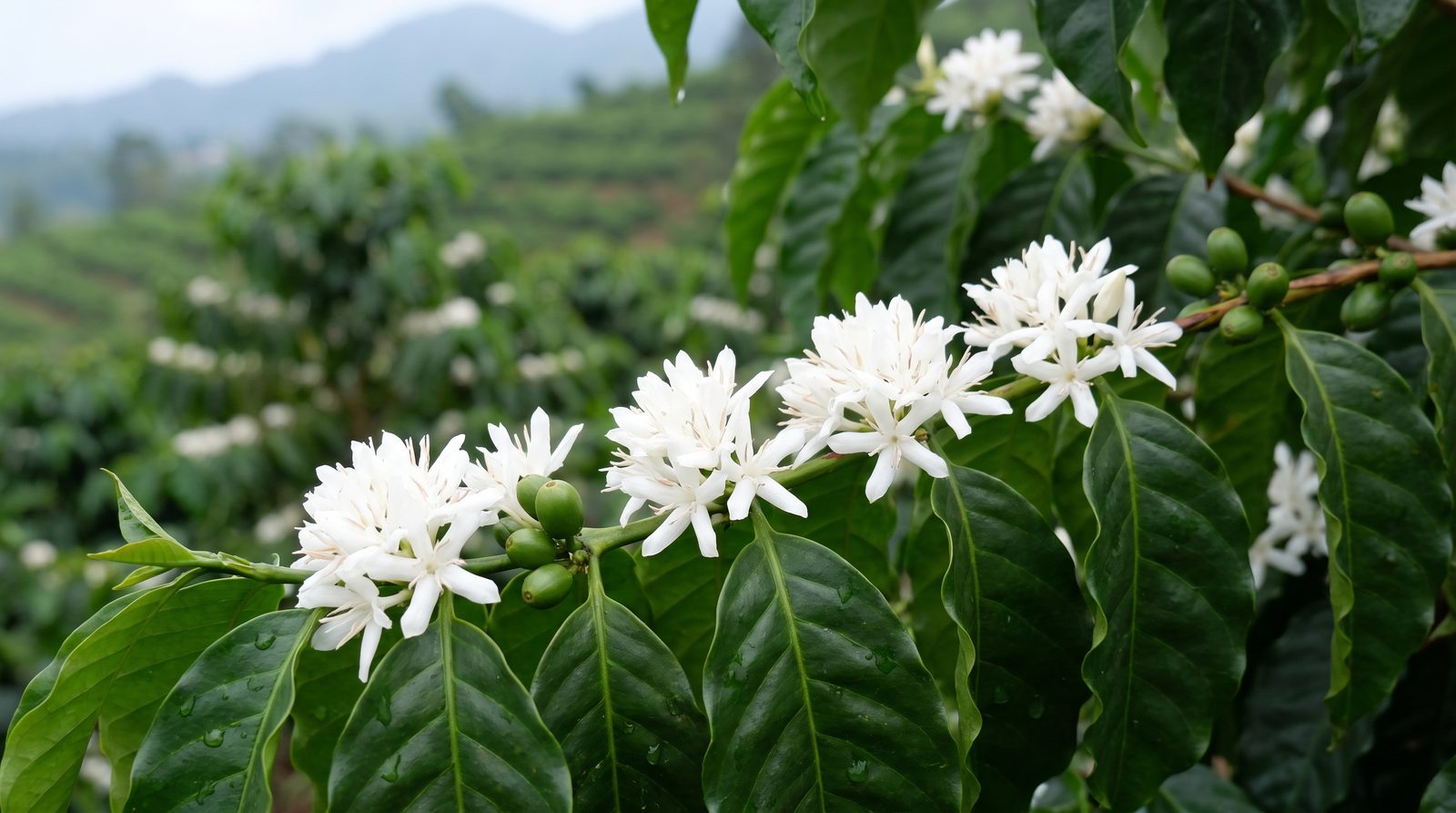 Coffee branch in full white bloom with young green cherries forming, in a sunlit highland coffee garden.