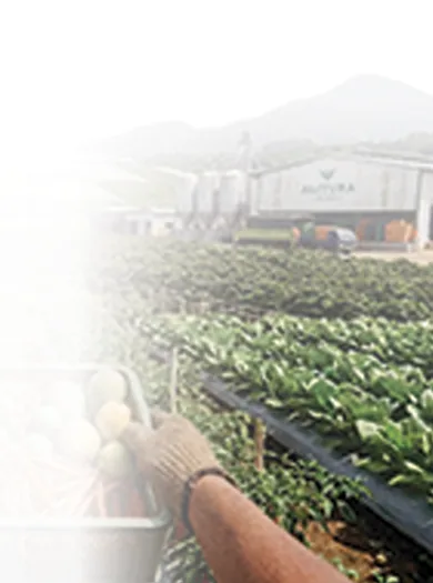 Plantation, Agribusiness & Landscape